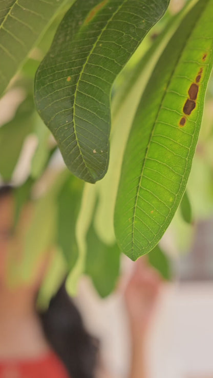 Zareen Orange Embroidered Anarkali Set with Dhoti Style Pant